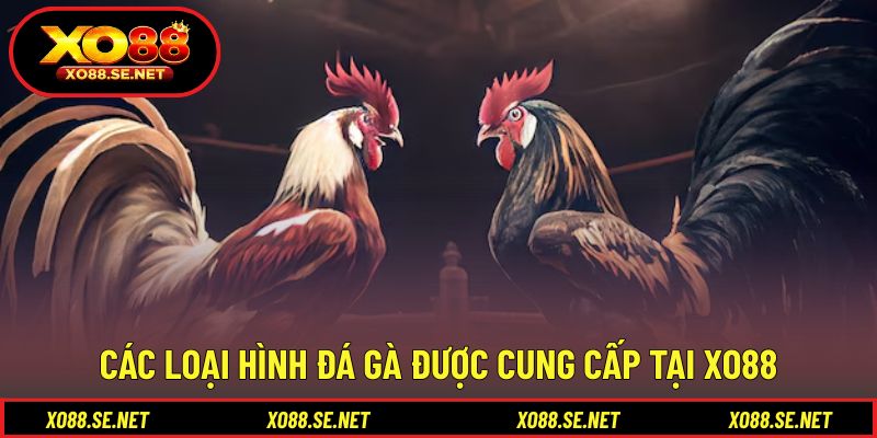 Danh sách hình thức thi đấu được nhiều người quan tâm Danh sách hình thức thi đấu được nhiều người quan tâm