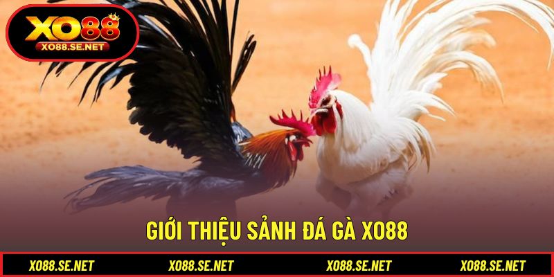Không gian thi đấu trực tiếp rõ nét từng khoảnh khắc Không gian thi đấu trực tiếp rõ nét từng khoảnh khắc