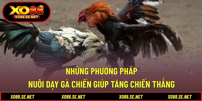 Những phương pháp nuôi dạy gà chiến giúp tăng chiến thắng Những phương pháp nuôi dạy gà chiến giúp tăng chiến thắng