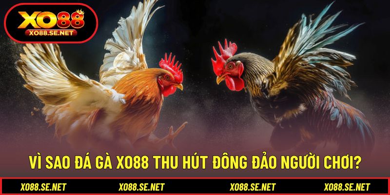 Những yếu tố tạo sức hút cho đá gà XO88 trực tuyến Những yếu tố tạo sức hút cho đá gà XO88 trực tuyến